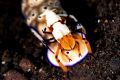   good example relationship between Imperial Shrimp large nudibranch. will ride nudibranch receiving transportation getting exposed larger areas more potential food sources while using less energy. energy  